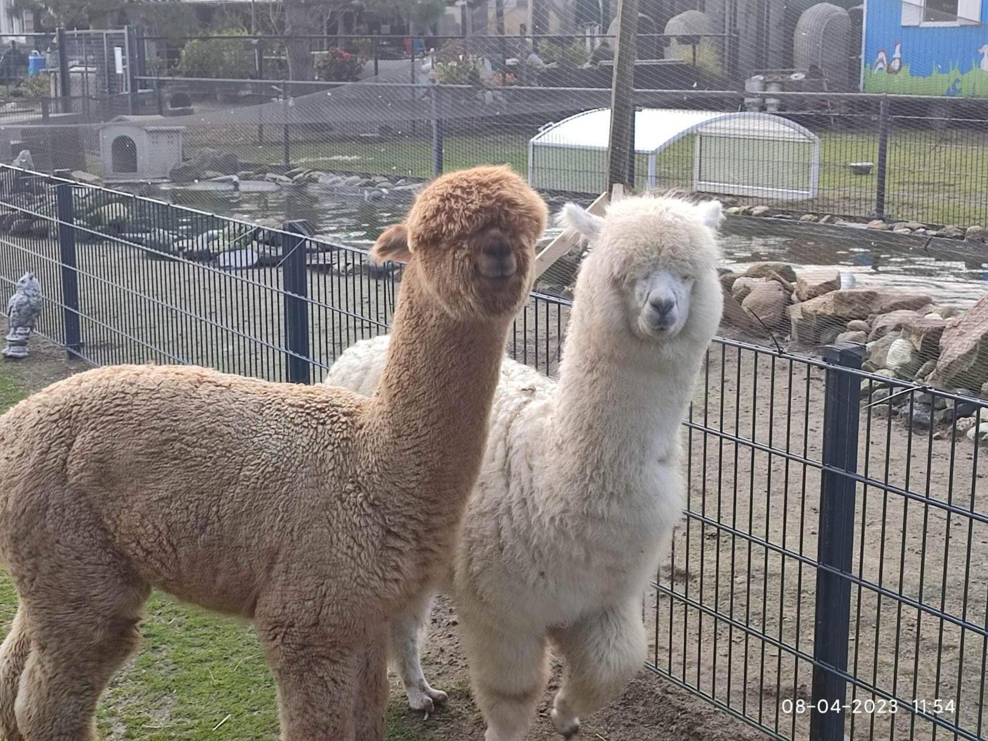 De Dierenweiden Goedereede Extérieur photo